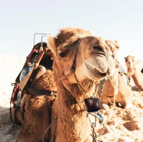 merkloos Metal cowbell with handle - Great noise maker for football matches, school bells and concerts. (9503827393795)