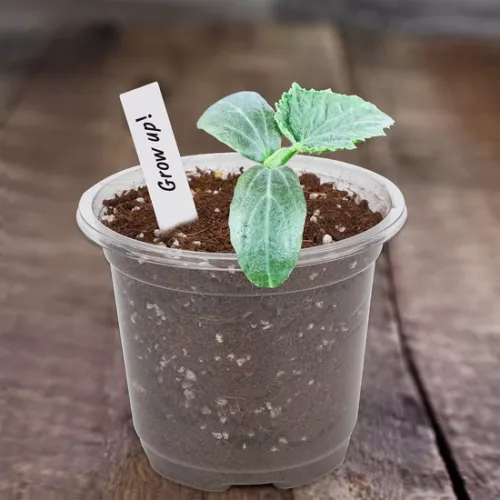 merkloos Allecto Plus - 32 pcs small plastic plant pots with dome lid for seeds and seedlings - Including 10 pcs plant plugs (6154155361364)